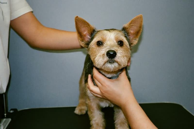 A small terrier standing calmly on a grooming table while being handled