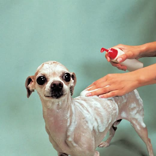A small dog being bathed and shampooed