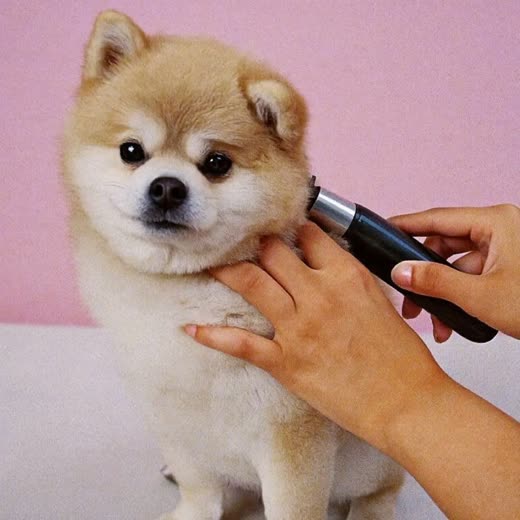 A dog having its coat clipped with grooming clippers