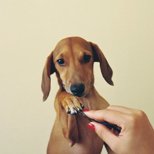 A dog's paw held for a nail trim