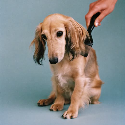 A long-coated dog being brushed out